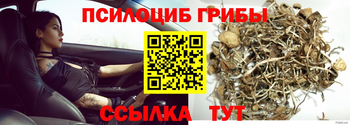 Псилоцибиновые грибы Cubensis  Вход с VPN  сколько стоит  Красногорск 